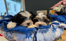 Biewer Terrier dogs for sale: Biewer and biro Yorkshire terrier puppies (reg)  - Image 4