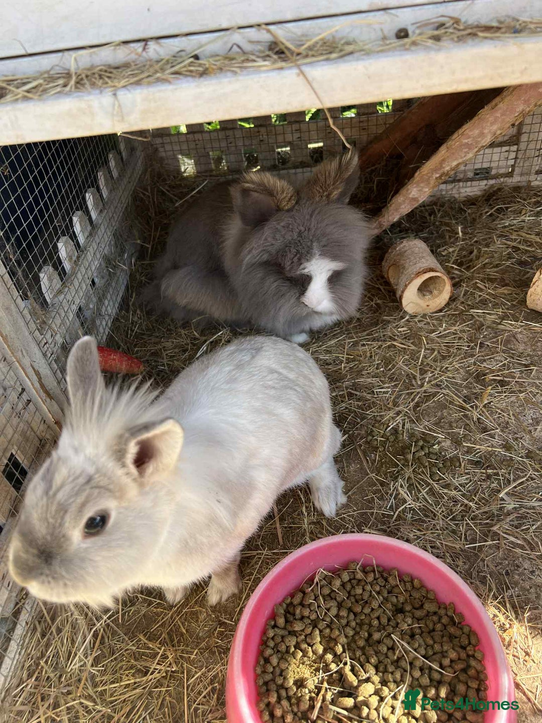 Lionhead rabbits for sale: Free to good home - Image 2