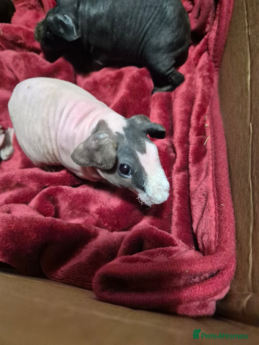 Guinea Pig rodents for sale: Baby Male Skinny Pigs For Sale  - Advert 4