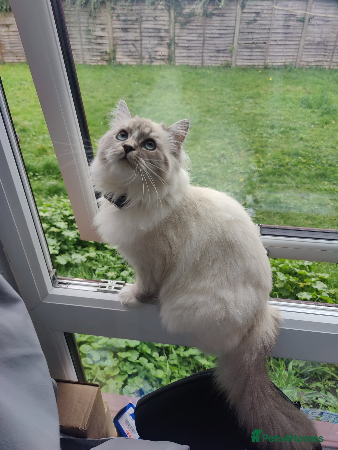 Siberian cats for sale: Siberian Neva Masquerade  - Image 3