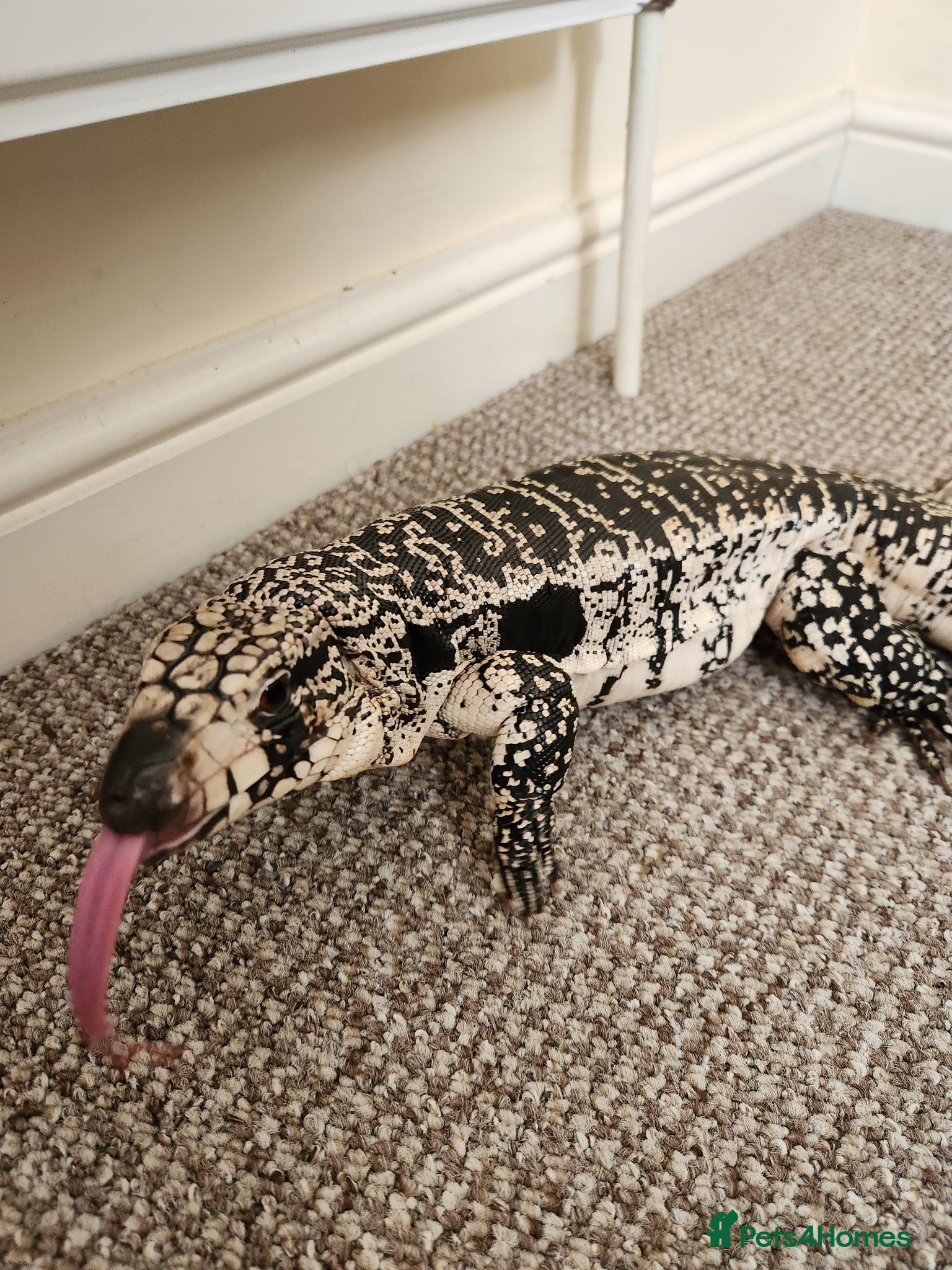 Monitor reptiles Blue Tegu - Advert 1