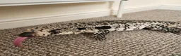 Monitor reptiles for sale: Blue Tegu in Newmarket - Advert 1