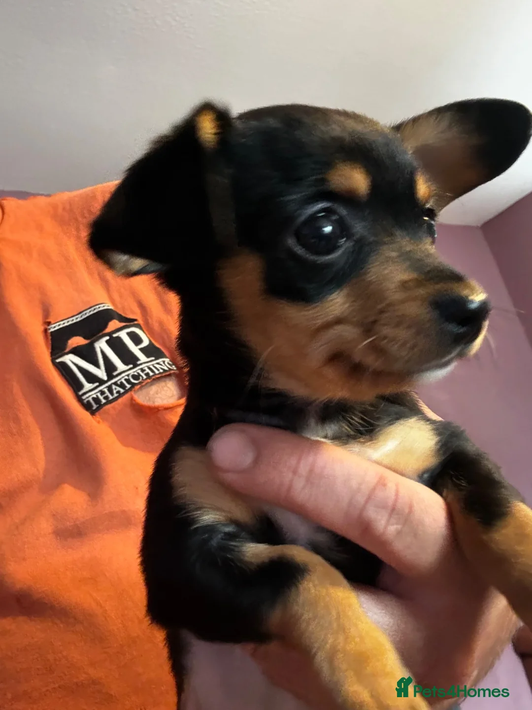 Chiweenie dogs for sale: Chiweenie in Shaftesbury - Advert 1