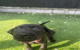 Labrador Retriever dogs for sale: READY NOW Beautiful top kc line Labrador puppy’s  - Image 4