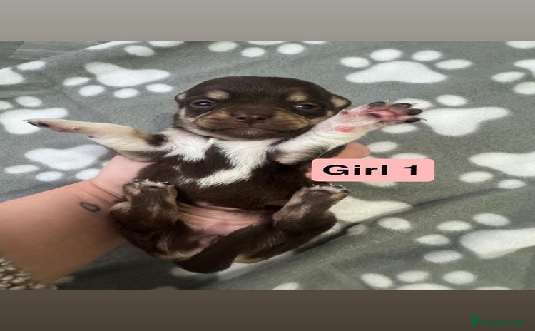 Chihuahua dogs - Advert 2