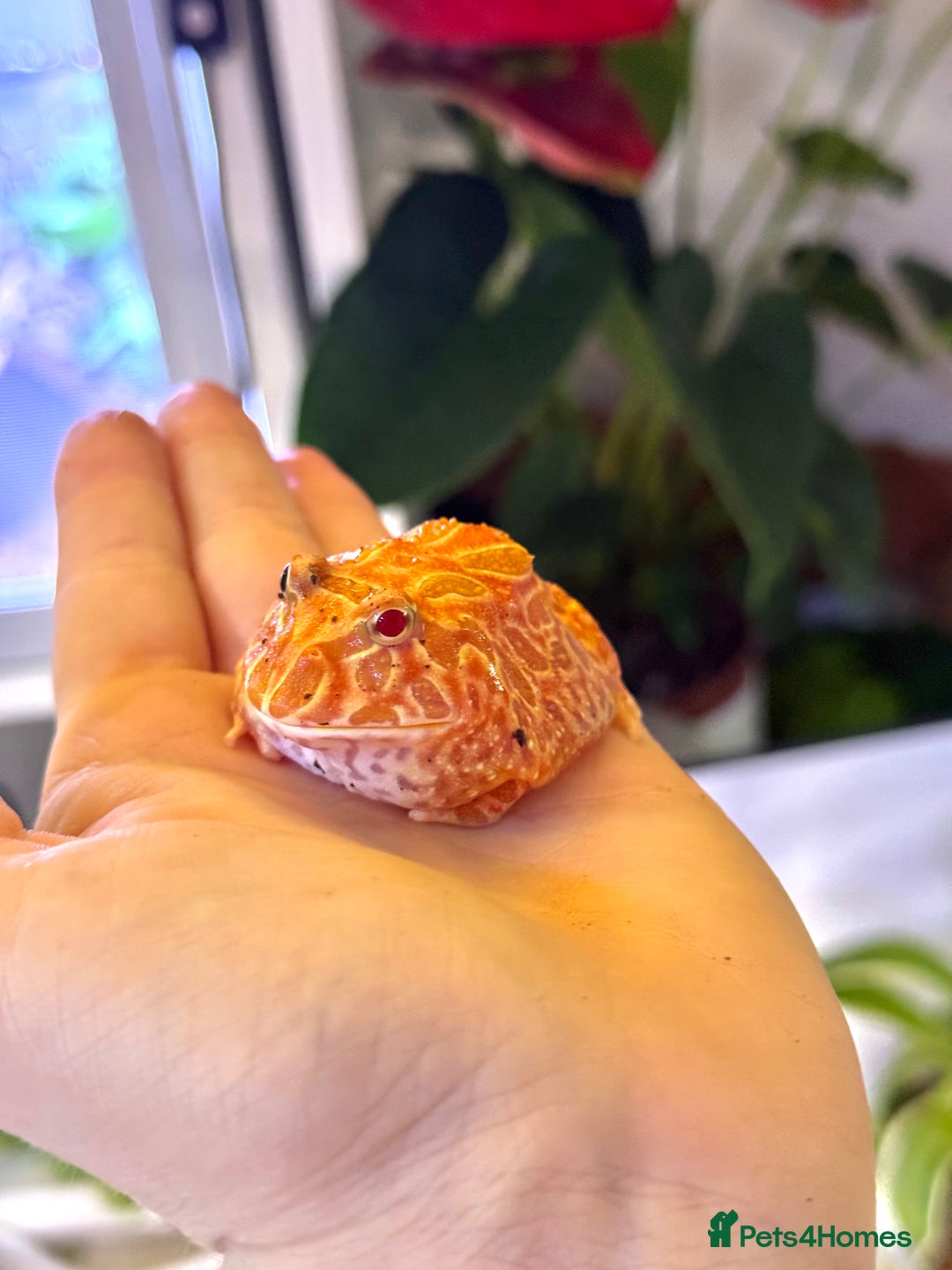 Frog reptiles for sale: Cute Strawberry Pac-Man frog  - Image 6