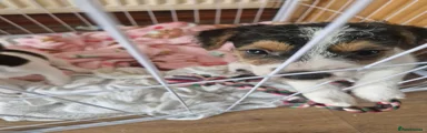 Jack Russell Puppy 1