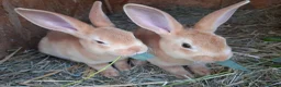 Rex rabbits for sale: Orange rex babies - Advert 3