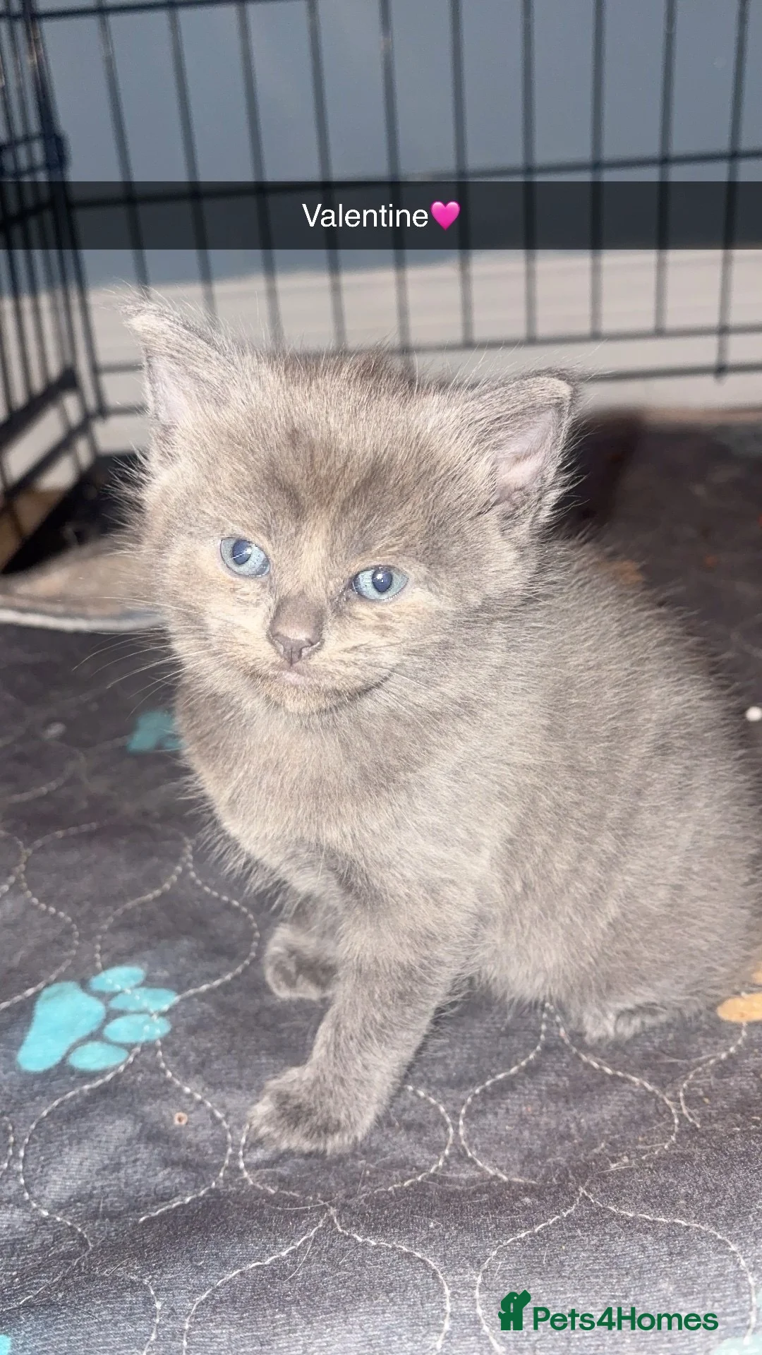 Mixed Breed cats for sale: Litter of 5 kittens 3 left to be reserved  - Advert 8