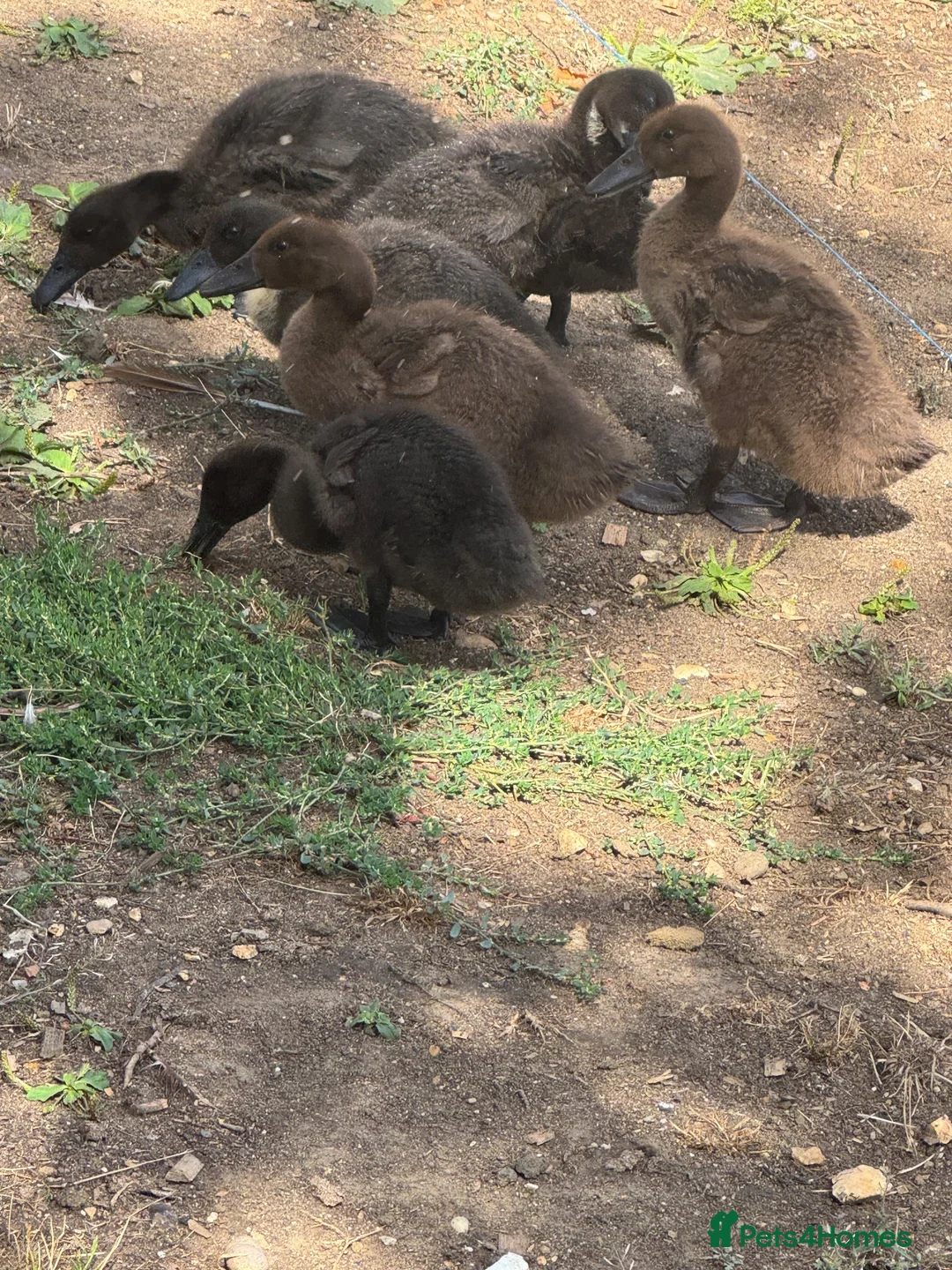 Ducks poultry for sale: 3-4 week old ducklings  - Advert 2