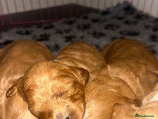 Cavapoo dogs - Advert 3