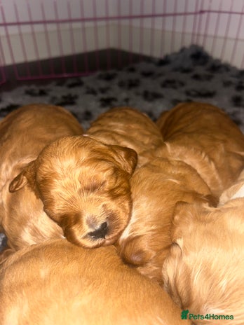 Cavapoo dogs - Advert 1