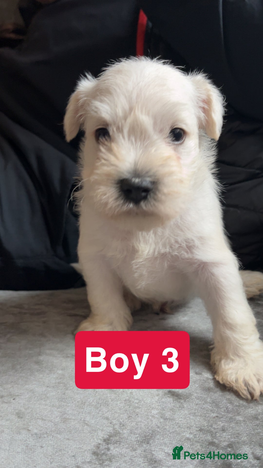 Miniature Schnauzer dogs for sale: Miniature Schnauzer Puppies - Image 5