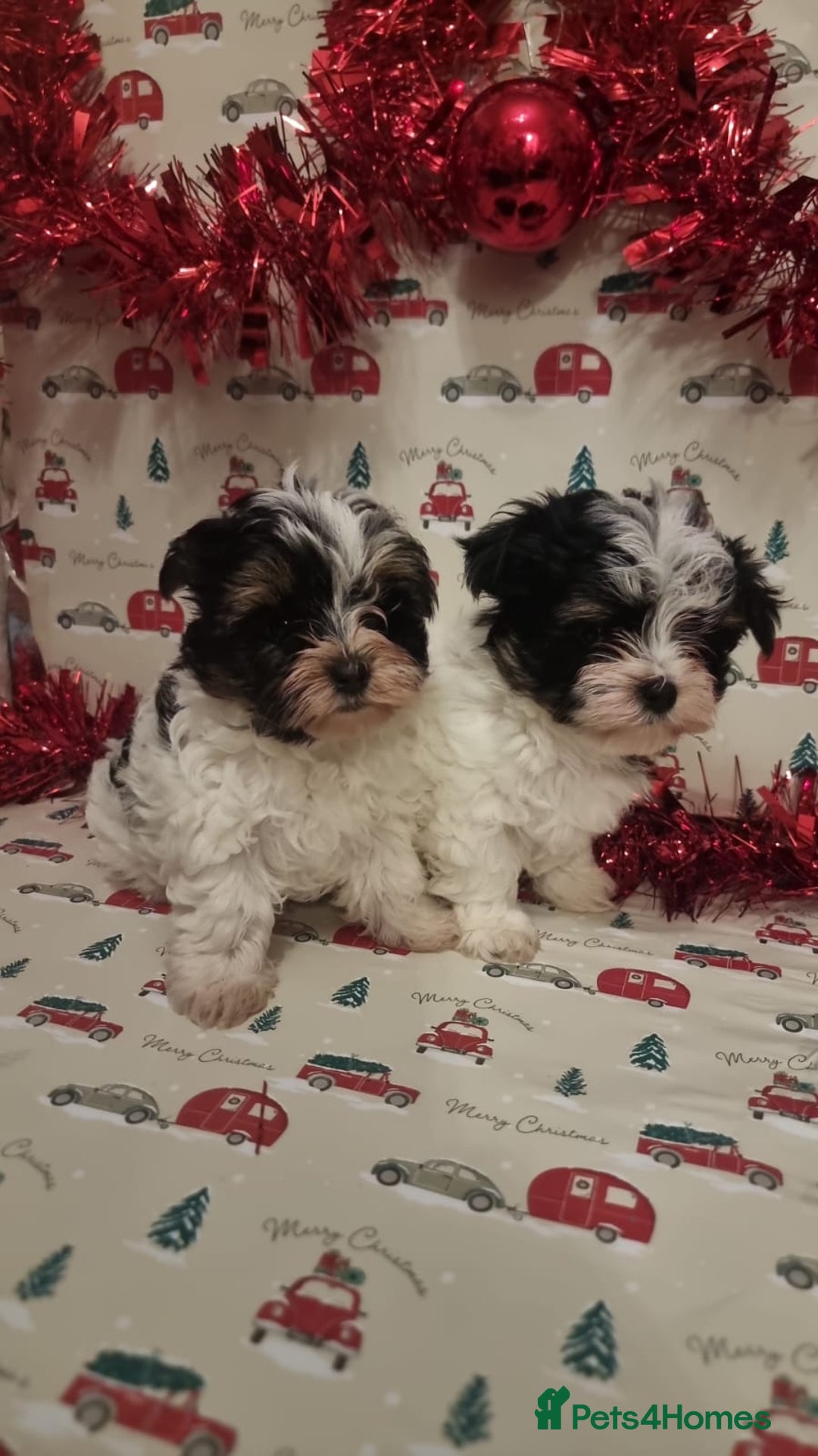 Biewer Terrier dogs for sale: Stunning biewer tirrer boys - Advert 1