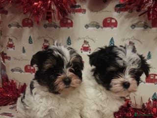 Biewer Terrier dogs Stunning biewer tirrer boys - Advert 4