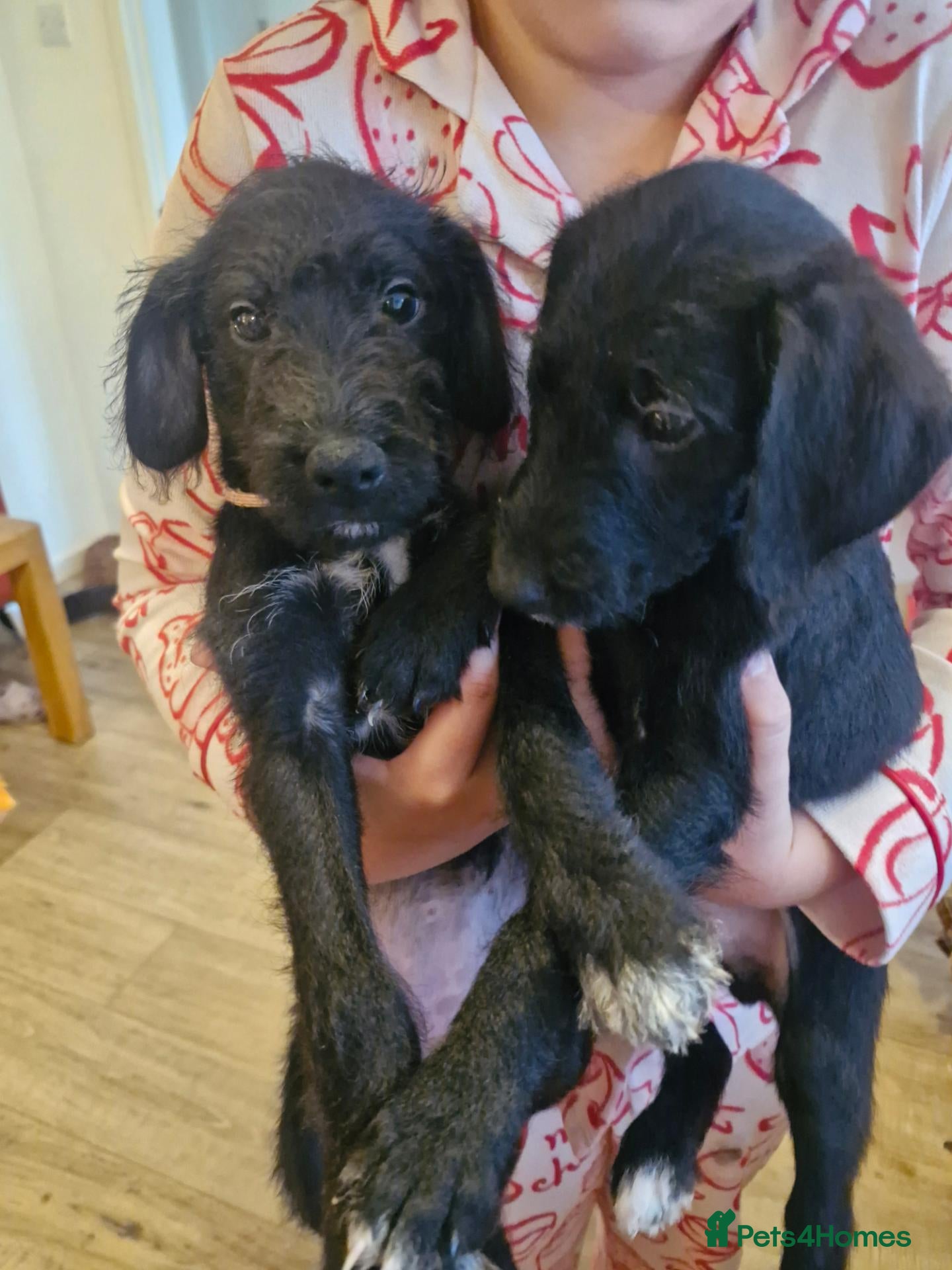 Mixed Breed dogs Jack russell x bedlington terrier  - Advert 14