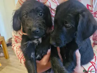 Mixed Breed dogs Jack russell x bedlington terrier - Advert 1