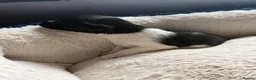Jackapoo dogs for sale: Jackapoo beautiful puppies  - Advert 19
