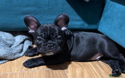 French Bulldog dogs for sale: KcFrenchiePup-HealthTestedParents-Lastone-Readynow in Derby - Image 17
