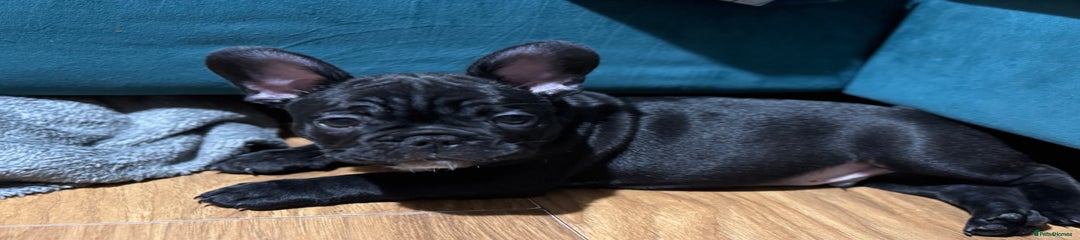 French Bulldog Puppy 5
