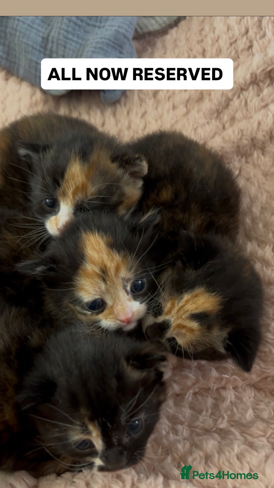 Mixed Breed cats Calico Kittens - Advert 13