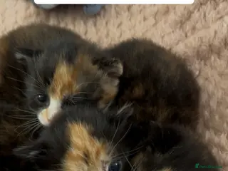 Mixed Breed cats Calico Kittens - Advert 13