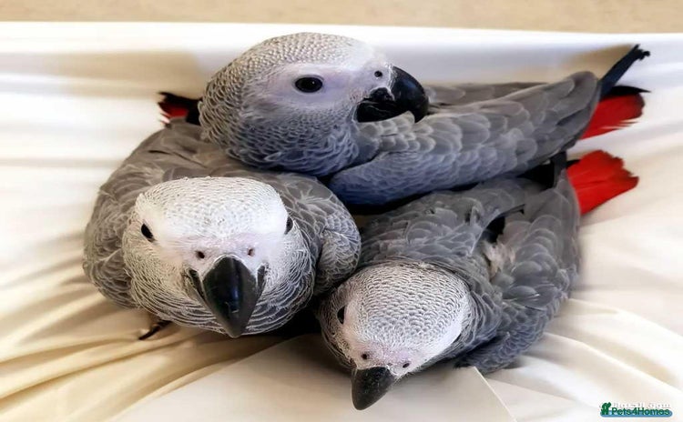 Parrots birds - Advert 3