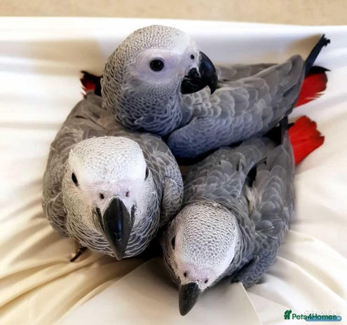 Parrots birds - Advert 8