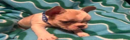 French Bulldog dogs for sale: KC French Bulldog puppies  - Advert 29