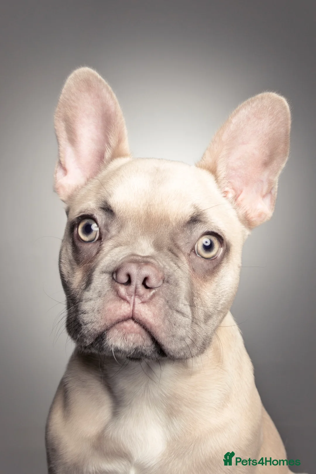 French Bulldog dogs for sale: Beautiful French Bulldog Boy - Advert 1