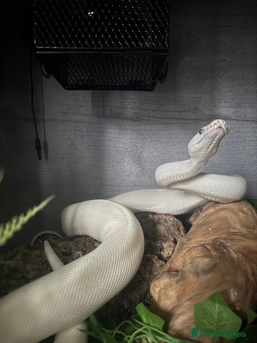 Python Snake reptiles for sale: Blue Eyed Leucitic Royal/Ball Python With Set Up - Advert 9