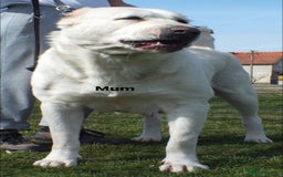 Central Asian Shepherd dogs for stud: 5⭐️RATED LICENSED, SERBIA IMPORT @ STUD  - Image 4