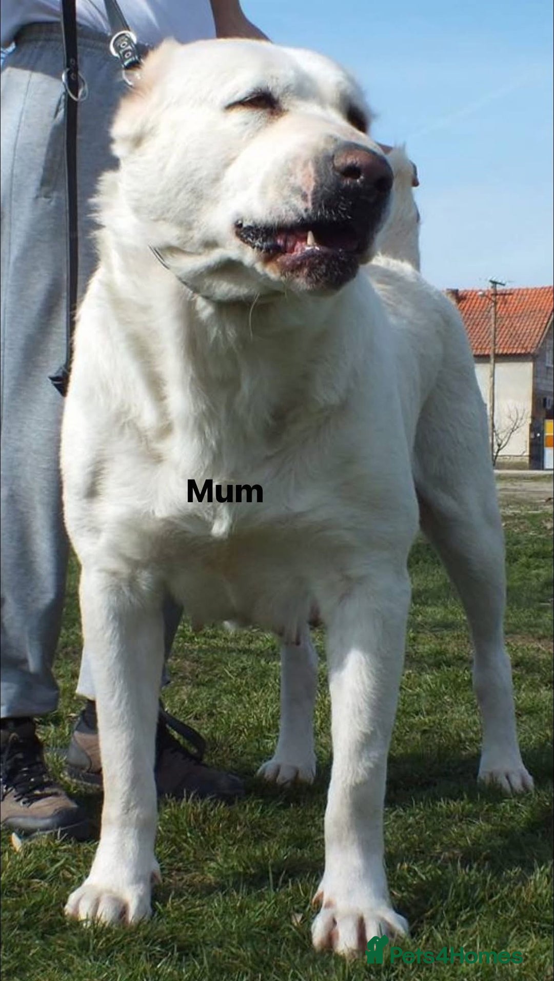 Central Asian Shepherd dogs for stud: 5⭐️RATED LICENSED, SERBIA IMPORT @ STUD  - Image 4