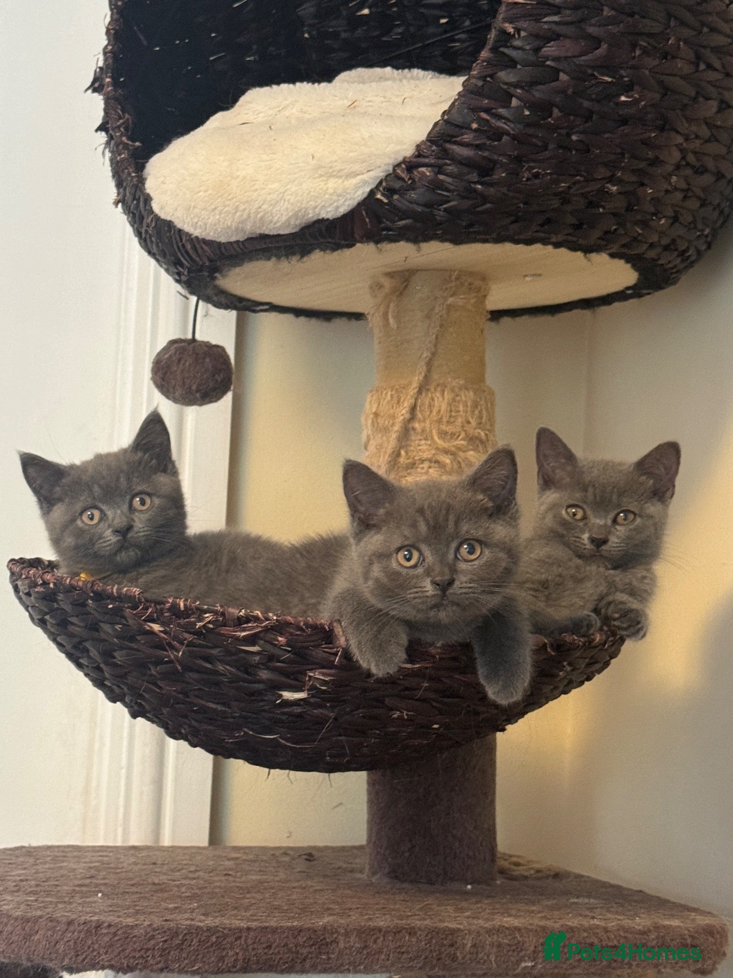 British Shorthair cats British shorthair pedigree kittens, age 9 weeks,   - Advert 2