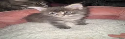 Maine Coon cats for sale: Beautiful Maine Coon Kittens - Advert 8