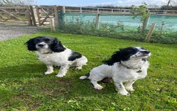 English Springer Spaniel dogs for sale: English Springer Spaniel puppies for sale - Image 7
