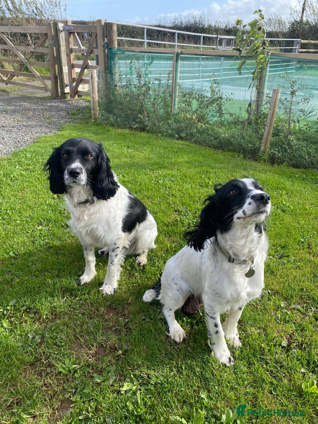 English Springer Spaniel dogs for sale: English Springer Spaniel puppies for sale - Image 7