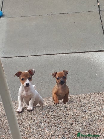 Jack Russell dogs - Advert 14