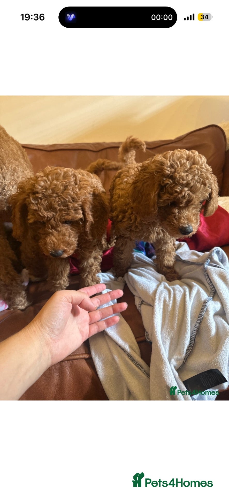 Miniature Poodle dogs 2 beautiful miniature poodle puppies - Advert 20