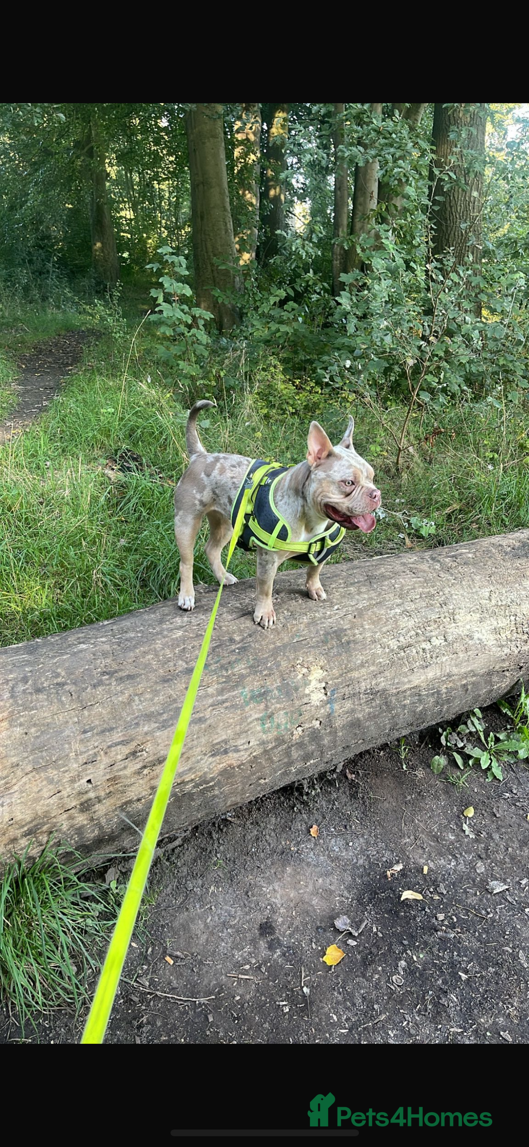 American Bully dogs for sale: American pocket bully pups for sale top Quality  - Image 6