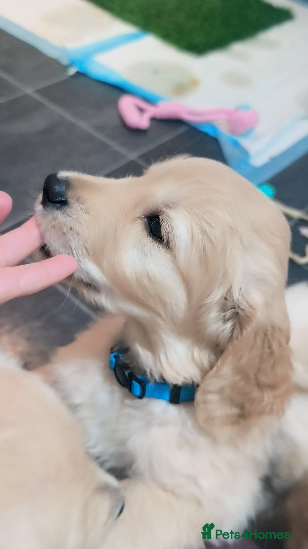 Golden Retriever dogs for sale: Gorgeous golden retriever puppies 🐕 - Advert 2