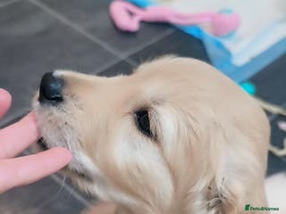 Golden Retriever dogs Gorgeous golden retriever puppies 🐕 - Advert 8