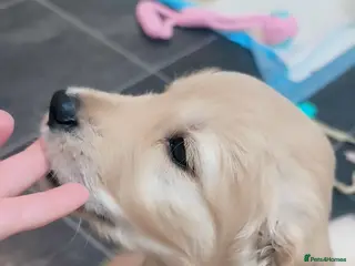 Golden Retriever dogs Gorgeous golden retriever puppies 🐕 - Advert 2