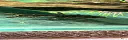 Cichlids fish for sale: Asian arowana + a load of others  in Rossendale - Advert 5