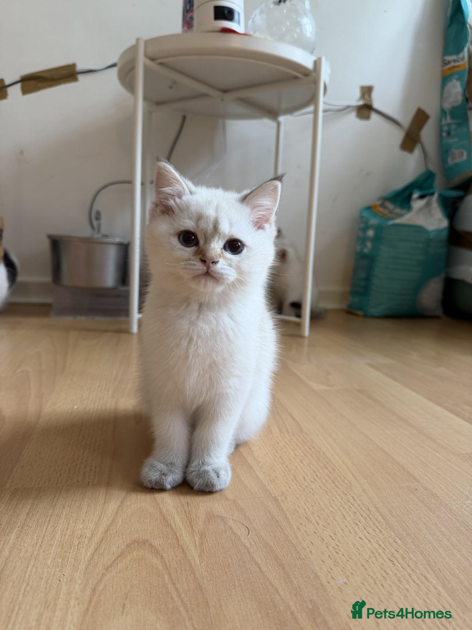 British Shorthair cats for sale: Stunning British shorthair & Longhair kittens - Advert 19