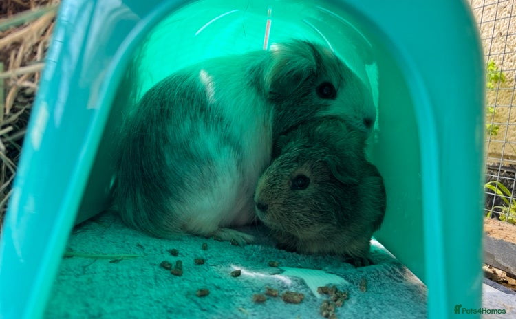 Guinea Pig rodents - Advert 1