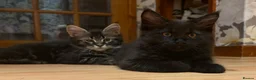 Maine Coon cats for sale: Fluffy Maine Coon Kittens - Advert 34