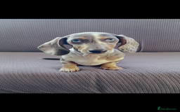 Dachshund dogs for sale: Beautiful Min Dachsund Pups - Image 5