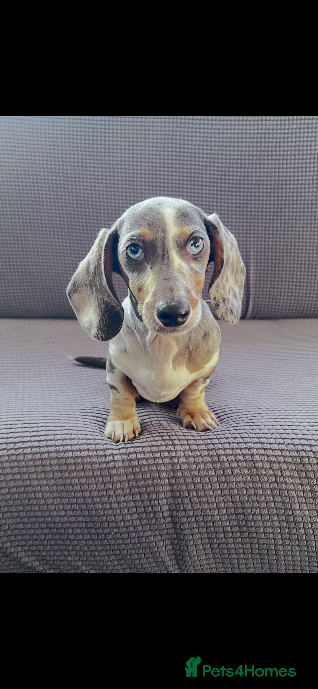 Dachshund dogs for sale: Beautiful Min Dachsund Pups - Image 5