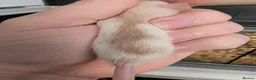 Rat rodents for sale: 3 X Siamese female baby rats  - Advert 2